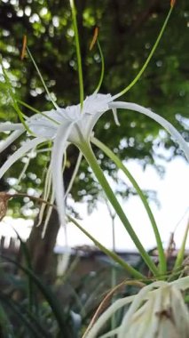 Narin beyaz nilüfer çiçekleri, tropikal bahçeler ve doğal manzaralarda egzotik güzellik ve zarafet sergiliyor.