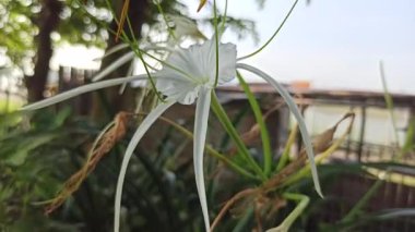 Narin beyaz nilüfer çiçekleri, tropikal bahçeler ve doğal manzaralarda egzotik güzellik ve zarafet sergiliyor.