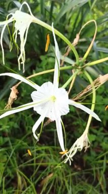 Narin beyaz nilüfer çiçekleri, tropikal bahçeler ve doğal manzaralarda egzotik güzellik ve zarafet sergiliyor.