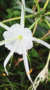 Narin beyaz nilüfer çiçekleri, tropikal bahçeler ve doğal manzaralarda egzotik güzellik ve zarafet sergiliyor.