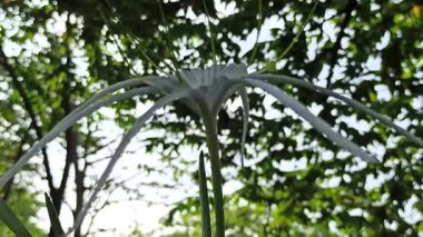 Narin beyaz nilüfer çiçekleri, tropikal bahçeler ve doğal manzaralarda egzotik güzellik ve zarafet sergiliyor.