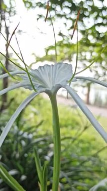 Narin beyaz nilüfer çiçekleri, tropikal bahçeler ve doğal manzaralarda egzotik güzellik ve zarafet sergiliyor.