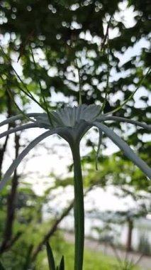 Narin beyaz nilüfer çiçekleri, tropikal bahçeler ve doğal manzaralarda egzotik güzellik ve zarafet sergiliyor.