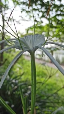 Narin beyaz nilüfer çiçekleri, tropikal bahçeler ve doğal manzaralarda egzotik güzellik ve zarafet sergiliyor.