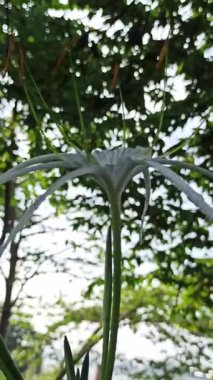 Narin beyaz nilüfer çiçekleri, tropikal bahçeler ve doğal manzaralarda egzotik güzellik ve zarafet sergiliyor.