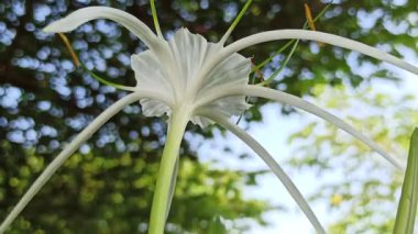 Narin beyaz nilüfer çiçekleri, tropikal bahçeler ve doğal manzaralarda egzotik güzellik ve zarafet sergiliyor.