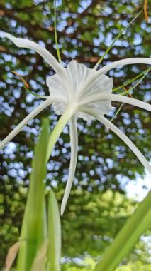 Narin beyaz nilüfer çiçekleri, tropikal bahçeler ve doğal manzaralarda egzotik güzellik ve zarafet sergiliyor.
