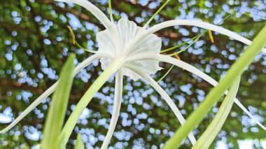 Narin beyaz nilüfer çiçekleri, tropikal bahçeler ve doğal manzaralarda egzotik güzellik ve zarafet sergiliyor.