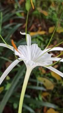 Narin beyaz nilüfer çiçekleri, tropikal bahçeler ve doğal manzaralarda egzotik güzellik ve zarafet sergiliyor.