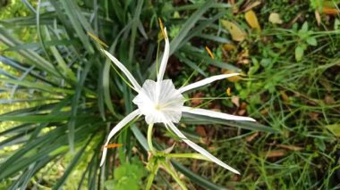 Narin beyaz nilüfer çiçekleri, tropikal bahçeler ve doğal manzaralarda egzotik güzellik ve zarafet sergiliyor.