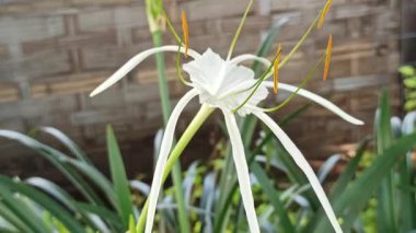 Narin beyaz nilüfer çiçekleri, tropikal bahçeler ve doğal manzaralarda egzotik güzellik ve zarafet sergiliyor.