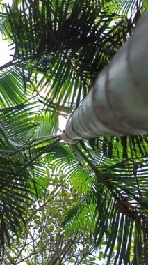 Uzun palmiye ağaçları güneşin altında sallanıyor, zarif yaprakları plajlara ve bahçelere tropikal titreşimler ve dingin bir güzellik getiriyor..