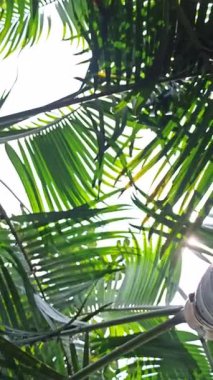 Uzun palmiye ağaçları güneşin altında sallanıyor, zarif yaprakları plajlara ve bahçelere tropikal titreşimler ve dingin bir güzellik getiriyor..