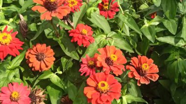 Çarpıcı kırmızı bir zinya çiçeği, parlak ve parlak yapraklarıyla yaz bahçesine canlı renkler ve cazibe katarak tam ihtişam içinde çiçek açar.