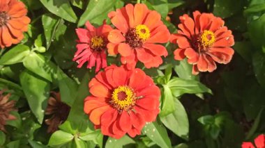 Çarpıcı kırmızı bir zinya çiçeği, parlak ve parlak yapraklarıyla yaz bahçesine canlı renkler ve cazibe katarak tam ihtişam içinde çiçek açar.