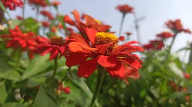 Çarpıcı kırmızı bir zinya çiçeği, parlak ve parlak yapraklarıyla yaz bahçesine canlı renkler ve cazibe katarak tam ihtişam içinde çiçek açar.