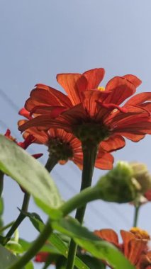 Çarpıcı kırmızı bir zinya çiçeği, parlak ve parlak yapraklarıyla yaz bahçesine canlı renkler ve cazibe katarak tam ihtişam içinde çiçek açar.