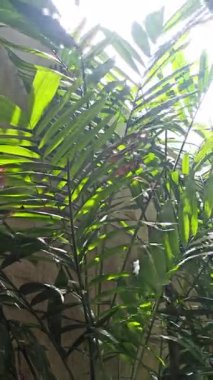 Uzun palmiye ağaçları güneşin altında sallanıyor, zarif yaprakları plajlara ve bahçelere tropikal titreşimler ve dingin bir güzellik getiriyor.