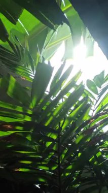 Uzun palmiye ağaçları güneşin altında sallanıyor, zarif yaprakları plajlara ve bahçelere tropikal titreşimler ve dingin bir güzellik getiriyor.