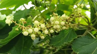 Kusursuz bir küre oluşturan kusursuz yuvarlak beyaz çiçekler zarif ve huzurlu bir çiçek dekoru oluşturur..