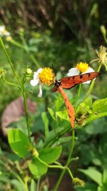 Göz kamaştırıcı, canlı kanatları olan bir kelebek bir çiçeğin üzerindedir. Renkli desenleri, huzurlu bir bahçede güneş ışığı altında parlar.