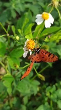 Göz kamaştırıcı, canlı kanatları olan bir kelebek bir çiçeğin üzerindedir. Renkli desenleri, huzurlu bir bahçede güneş ışığı altında parlar.