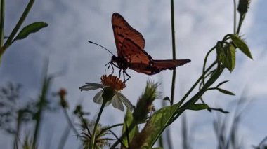 Göz kamaştırıcı, canlı kanatları olan bir kelebek bir çiçeğin üzerindedir. Renkli desenleri, huzurlu bir bahçede güneş ışığı altında parlar.