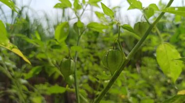 Parlak turuncu fener benzeri meyveler ve yeşil yapraklarla kiraz bahçelerde ya da doğal ortamlarda canlı ve tropikal bir görünüm yaratır..