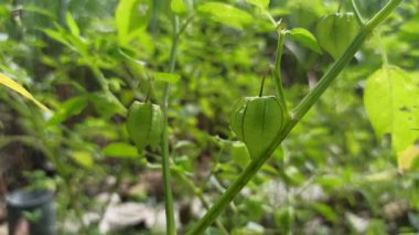 Parlak turuncu fener benzeri meyveler ve yeşil yapraklarla kiraz bahçelerde ya da doğal ortamlarda canlı ve tropikal bir görünüm yaratır..