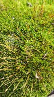 Küçük yosun çiçekleri yemyeşil yosunların arasında narin bir şekilde açarak gölgeli orman alanlarında karmaşık dokuları olan yumuşak, doğal bir halı oluşturuyor..