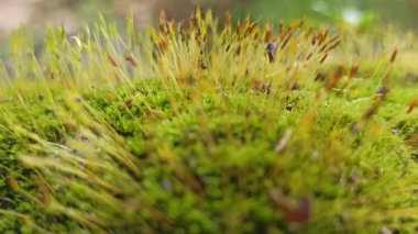 Küçük yosun çiçekleri yemyeşil yosunların arasında narin bir şekilde açarak gölgeli orman alanlarında karmaşık dokuları olan yumuşak, doğal bir halı oluşturuyor..