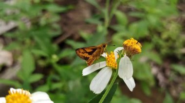 Gümüş benekli bir kaptan taze yeşil bir yaprağın üzerinde duruyor, eşsiz kanatları ve metalik benekleri gün ışığında hafifçe parıldıyor.