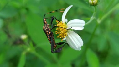 Yaprak ayaklı bir böcek yeşil yapraklara dayanır. Düz, yaprak gibi arka ayakları ve doğal ortama mükemmel uyum sağlayan uzun gövdesi.