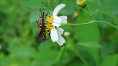 Yaprak ayaklı bir böcek yeşil yapraklara dayanır. Düz, yaprak gibi arka ayakları ve doğal ortama mükemmel uyum sağlayan uzun gövdesi.