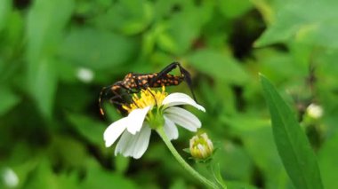 Yaprak ayaklı bir böcek yeşil yapraklara dayanır. Düz, yaprak gibi arka ayakları ve doğal ortama mükemmel uyum sağlayan uzun gövdesi.