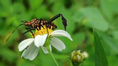 Yaprak ayaklı bir böcek yeşil yapraklara dayanır. Düz, yaprak gibi arka ayakları ve doğal ortama mükemmel uyum sağlayan uzun gövdesi.