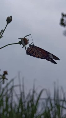 Göz kamaştırıcı, canlı kanatları olan bir kelebek bir çiçeğin üzerindedir. Renkli desenleri, huzurlu bir bahçede güneş ışığı altında parlar.