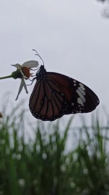Göz kamaştırıcı, canlı kanatları olan bir kelebek bir çiçeğin üzerindedir. Renkli desenleri, huzurlu bir bahçede güneş ışığı altında parlar.