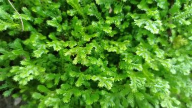 Selaginellas narin, eğreltiotu gibi yapraklar nemli, gölgeli yerlerde yetişir, bereketli dokusuna ve tarih öncesi cazibesine hayrandır.