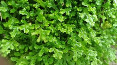 Selaginellas narin, eğreltiotu gibi yapraklar nemli, gölgeli yerlerde yetişir, bereketli dokusuna ve tarih öncesi cazibesine hayrandır.