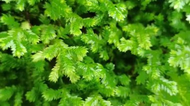 Selaginellas narin, eğreltiotu gibi yapraklar nemli, gölgeli yerlerde yetişir, bereketli dokusuna ve tarih öncesi cazibesine hayrandır.