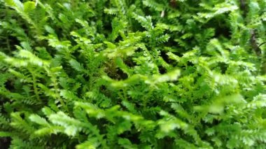 Selaginellas narin, eğreltiotu gibi yapraklar nemli, gölgeli yerlerde yetişir, bereketli dokusuna ve tarih öncesi cazibesine hayrandır.