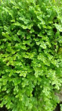 Selaginellas narin, eğreltiotu gibi yapraklar nemli, gölgeli yerlerde yetişir, bereketli dokusuna ve tarih öncesi cazibesine hayrandır.