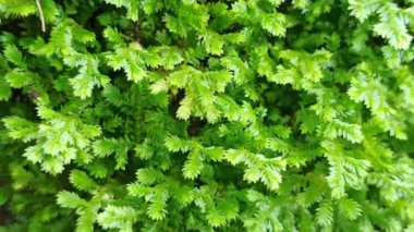 Selaginellas narin, eğreltiotu gibi yapraklar nemli, gölgeli yerlerde yetişir, bereketli dokusuna ve tarih öncesi cazibesine hayrandır.