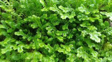 Selaginellas narin, eğreltiotu gibi yapraklar nemli, gölgeli yerlerde yetişir, bereketli dokusuna ve tarih öncesi cazibesine hayrandır.