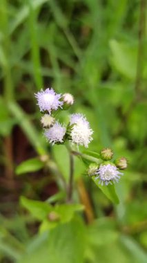 Küçük beyaz çiçek kümeleri ve yeşil yaprakları ile Billykeçi otu, doğal olarak bahçelere ve vahşi alanlara yayılıyor, dayanıklı bir tropikal bitki.