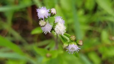 Küçük beyaz çiçek kümeleri ve yeşil yaprakları ile Billykeçi otu, doğal olarak bahçelere ve vahşi alanlara yayılıyor, dayanıklı bir tropikal bitki.