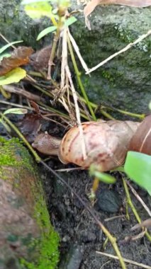 Yavaş hareket eden bir salyangoz, yoğun yeşil çalıların arasından geçer. Yapışkan izleri, sessiz ve doğal bir sabah güneşinin altında parlar.