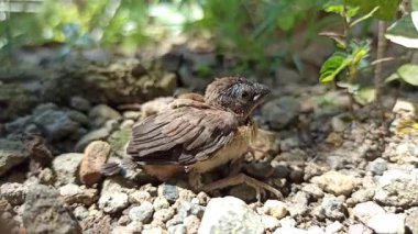 Yavru bir serçe yuvadan ilk kez cesurca adımını atıyor. Huzurlu bir sabahın yumuşak ışığı altında dünyayı merakla keşfediyor.