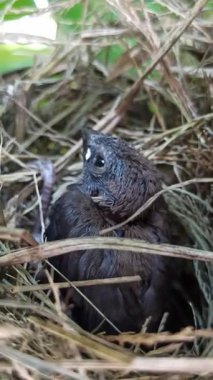 Yavru bir serçe yuvadan ilk kez cesurca adımını atıyor. Huzurlu bir sabahın yumuşak ışığı altında dünyayı merakla keşfediyor.